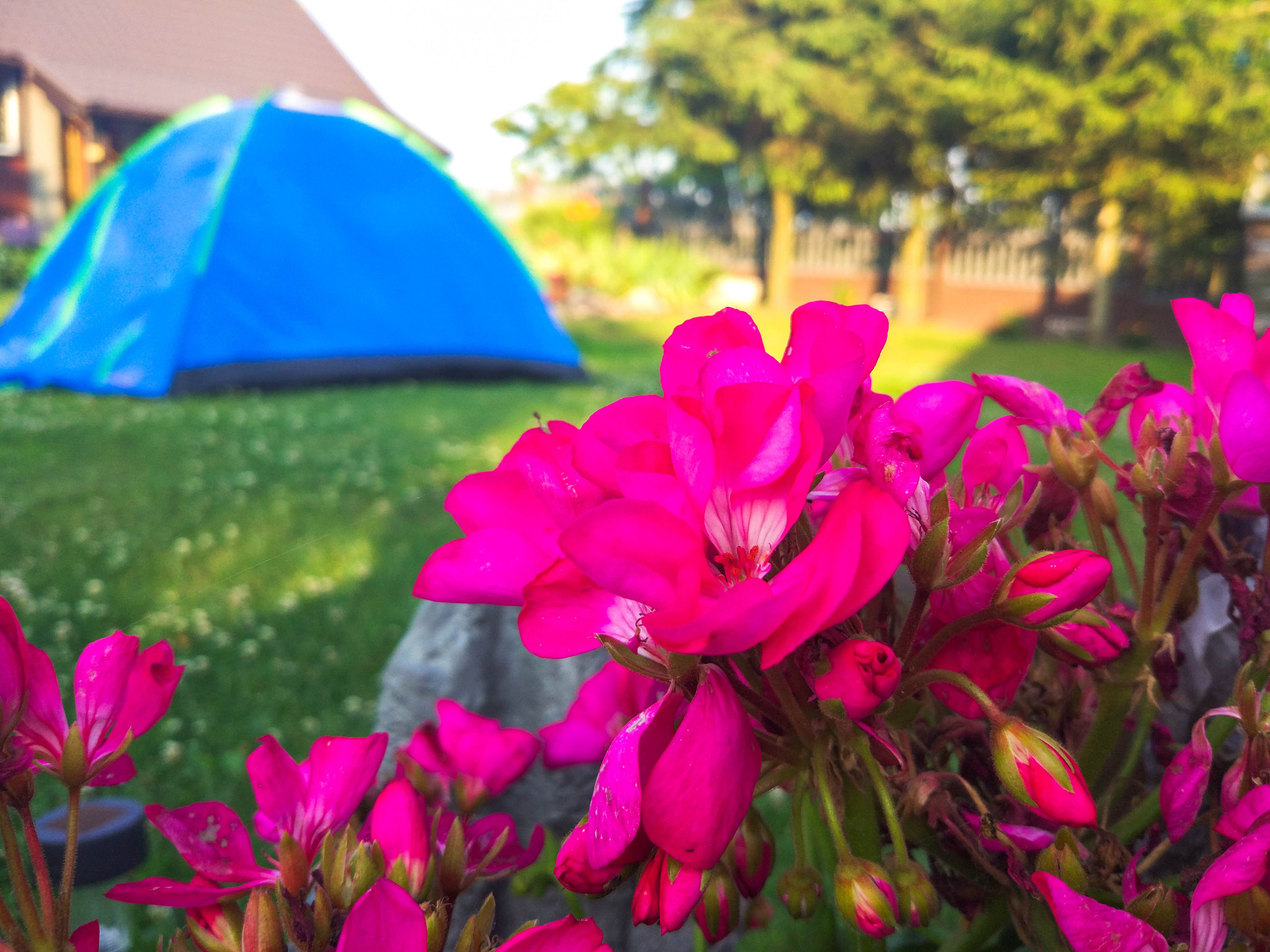 Xiaomi MI 5 sample photo. Flowers photography
