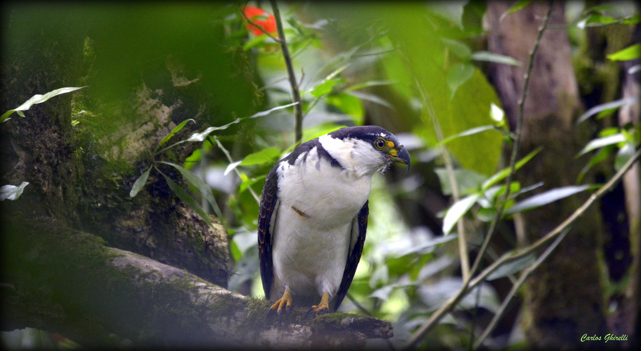 Nikon D5200 + Sigma 120-400mm F4.5-5.6 DG OS HSM sample photo. Gavião caracoleiro (chondrohierax uncinatus), hook- billed kite, young. photography