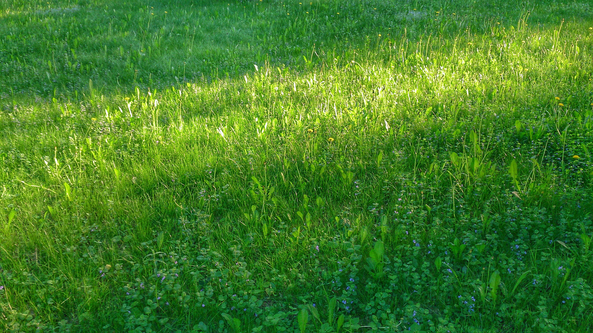 Sony Xperia ZR sample photo. Газон в парке photography