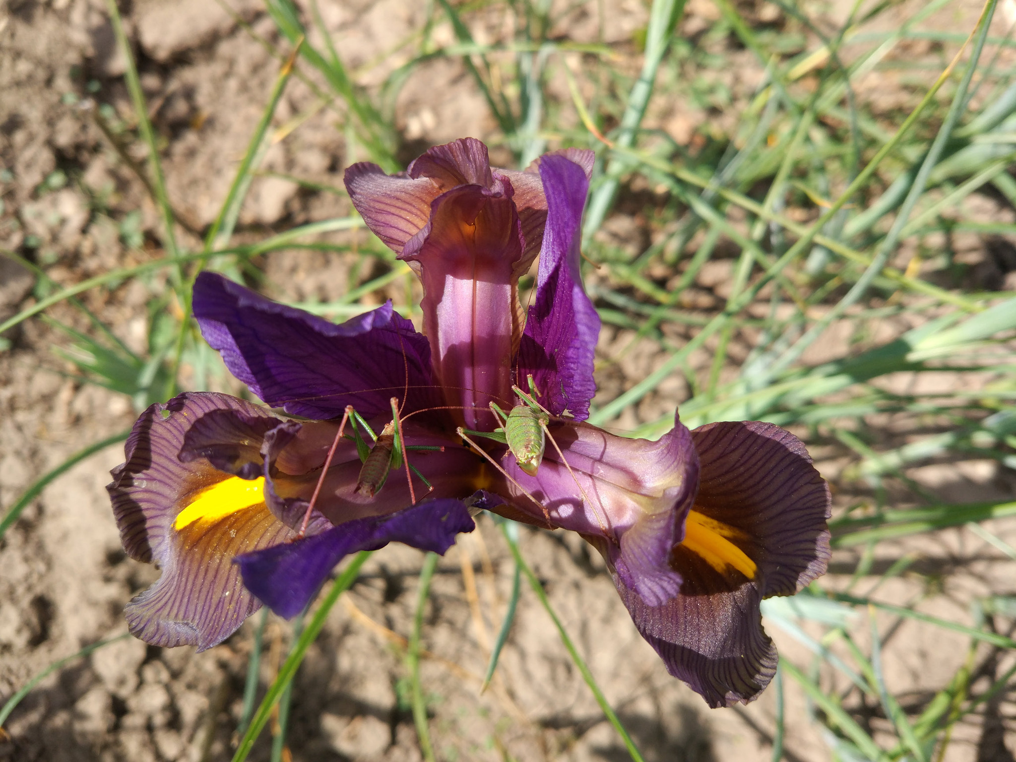 Xiaomi MI 5 sample photo