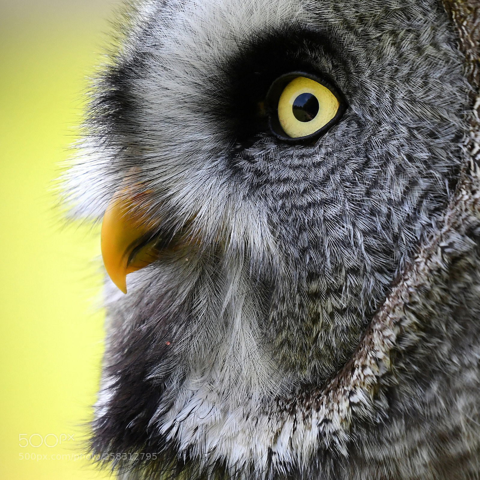 Nikon D500 sample photo. Golden eye photography