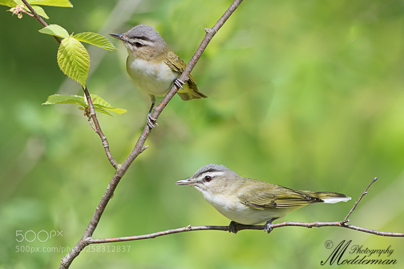 Nikon D500 sample photo. Red-eyed vireos photography