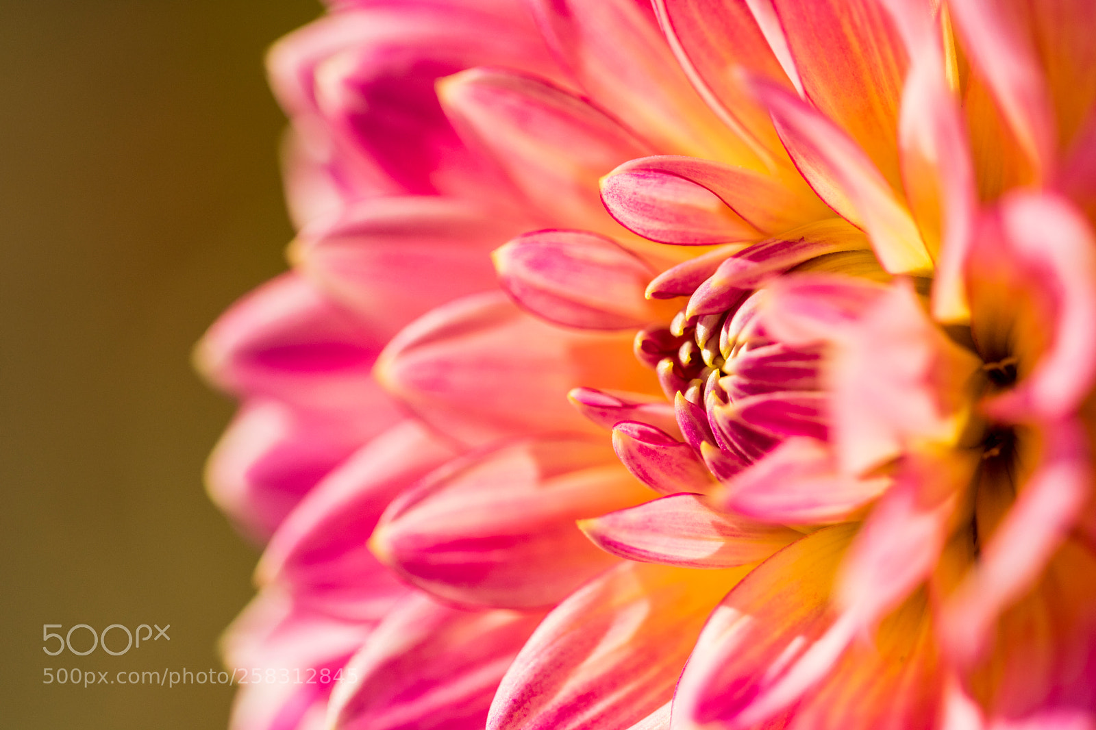 Canon EOS 750D (EOS Rebel T6i / EOS Kiss X8i) sample photo. Pink flower photography
