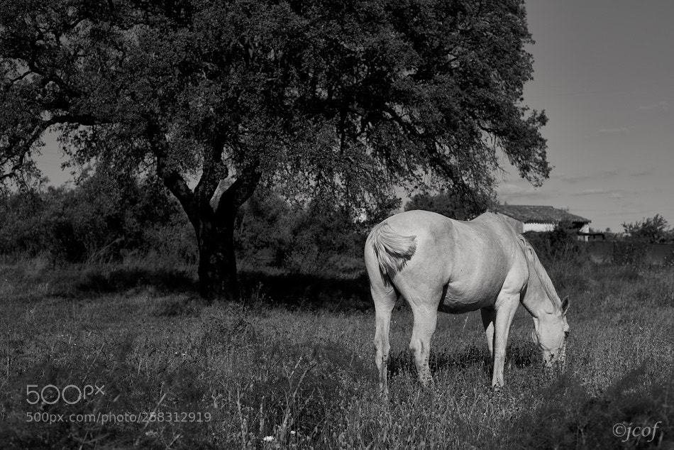 Nikon D750 sample photo. Equus ferus caballus. photography