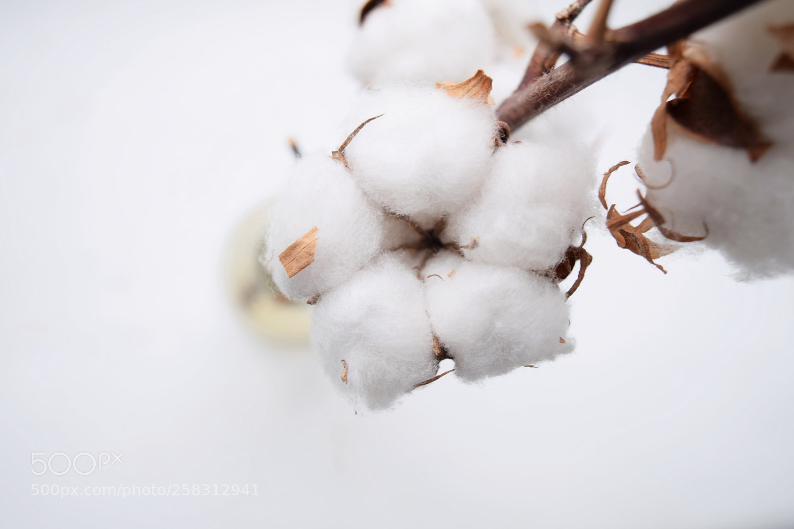 Nikon D5300 sample photo. Cotton flower photography