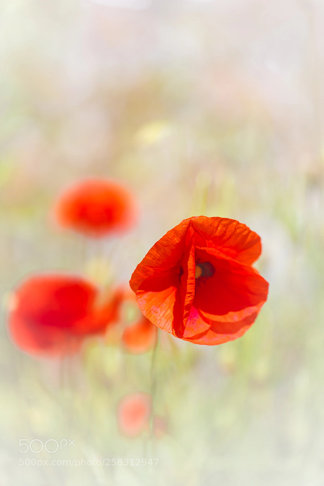 Canon EOS 5D Mark IV sample photo. Coquelicot photography