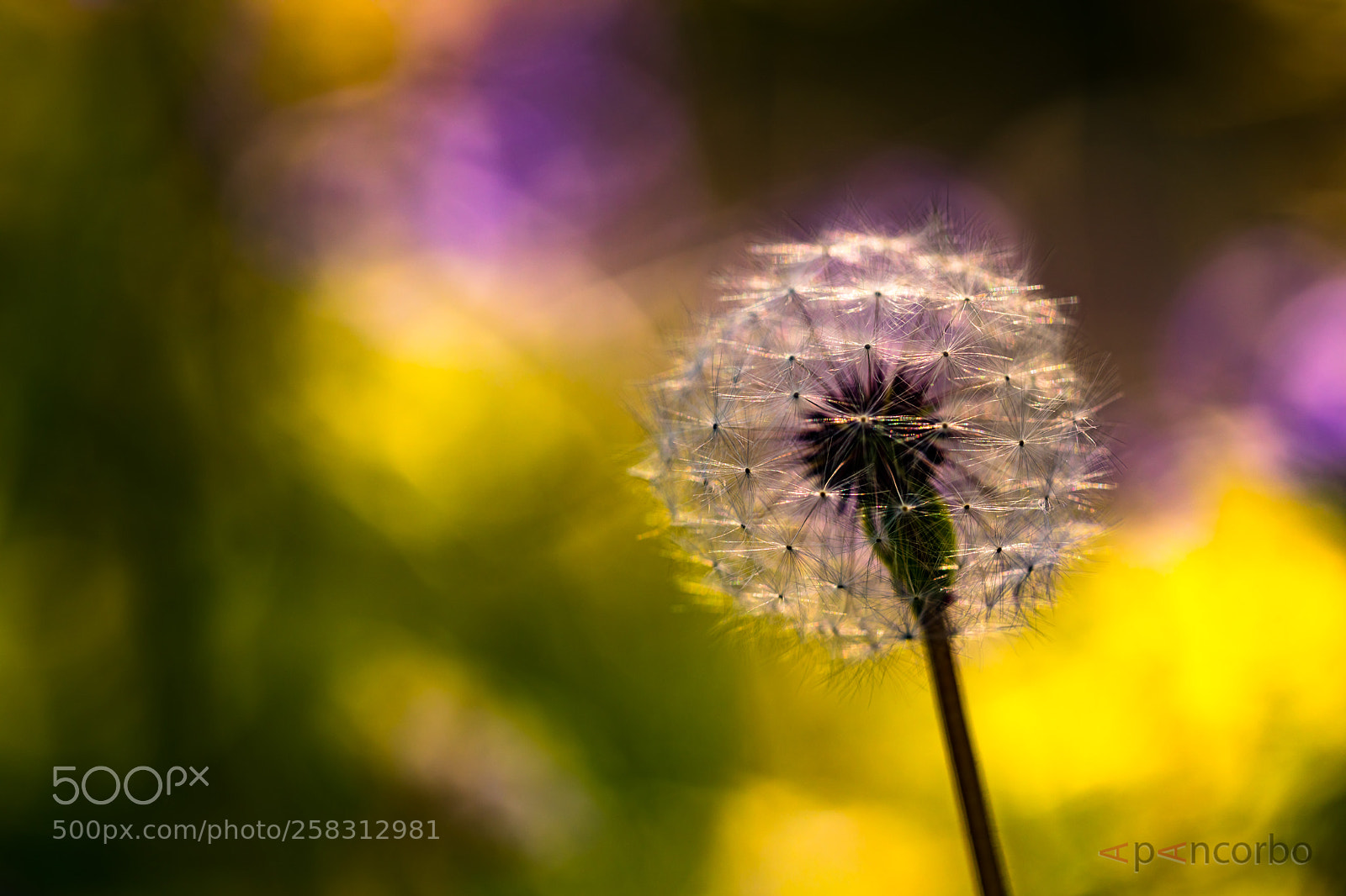 Canon EOS 5D Mark IV sample photo. Diente de leon photography