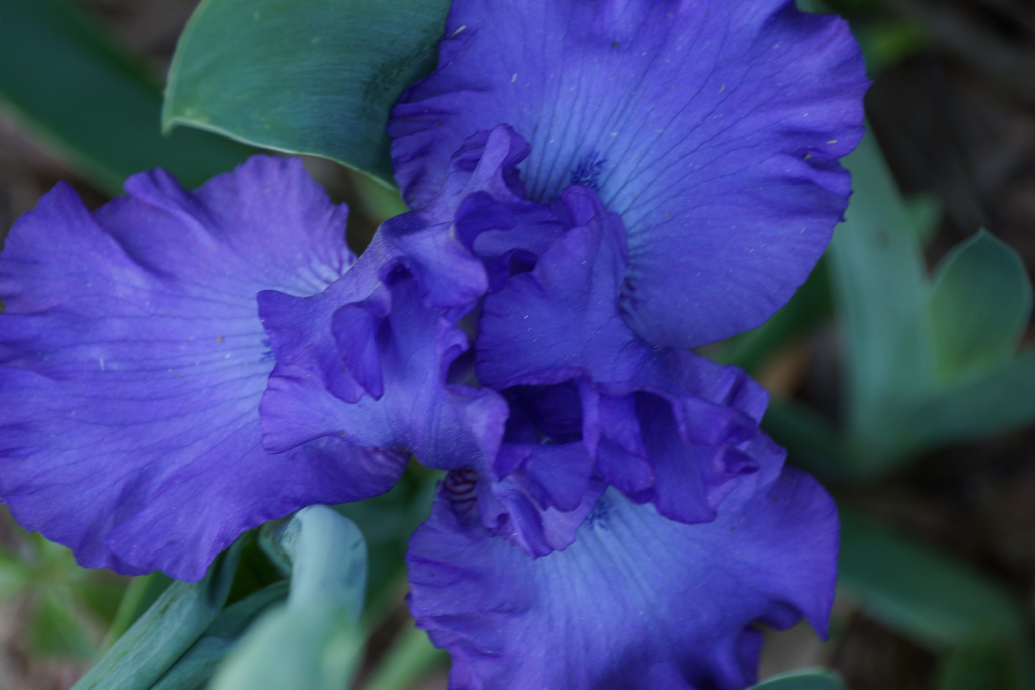 Sony DT 18-250mm F3.5-6.3 sample photo. Dsc photography