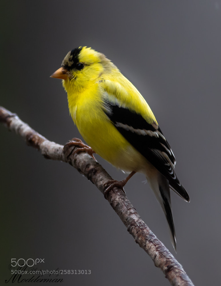 Nikon D500 sample photo. American goldfinch photography