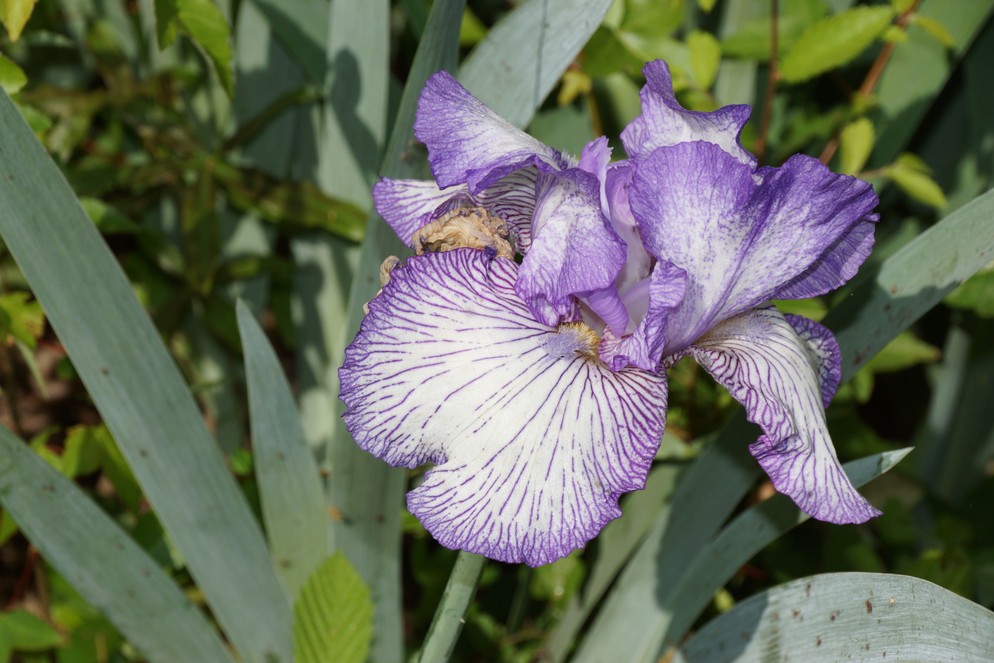 Sony DT 18-250mm F3.5-6.3 sample photo. Dsc photography