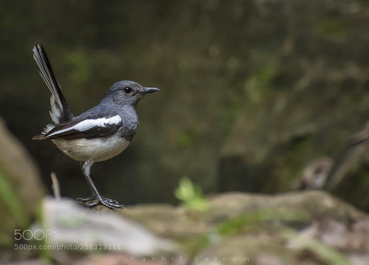 Nikon D7200 sample photo. Oriental magpie robin ~ female photography