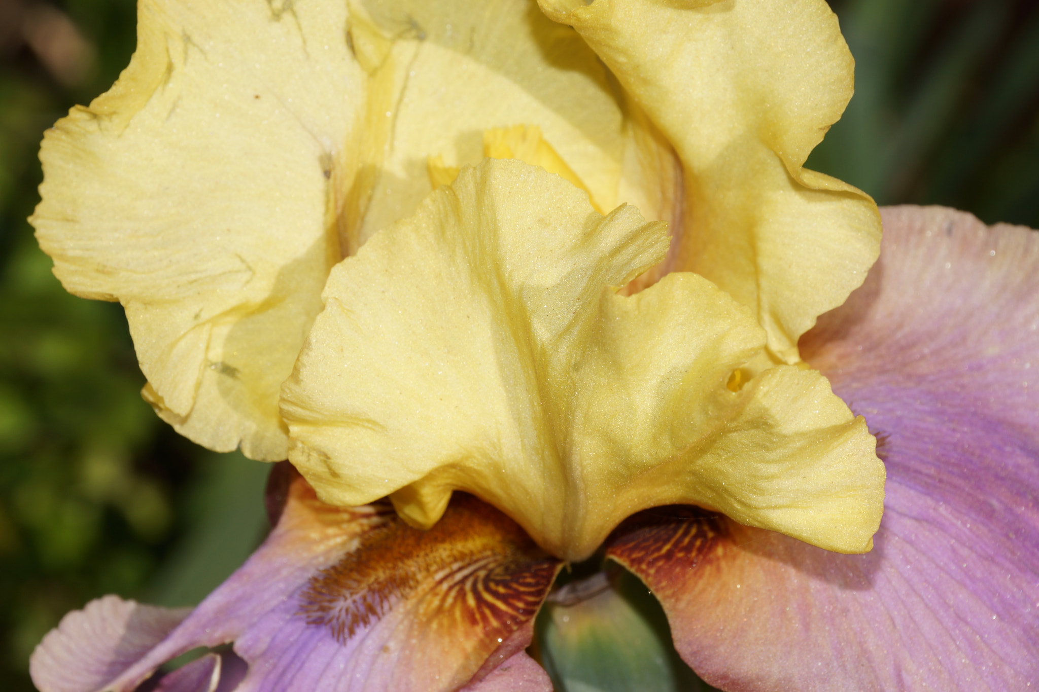 Sony DT 18-250mm F3.5-6.3 sample photo. Dsc photography