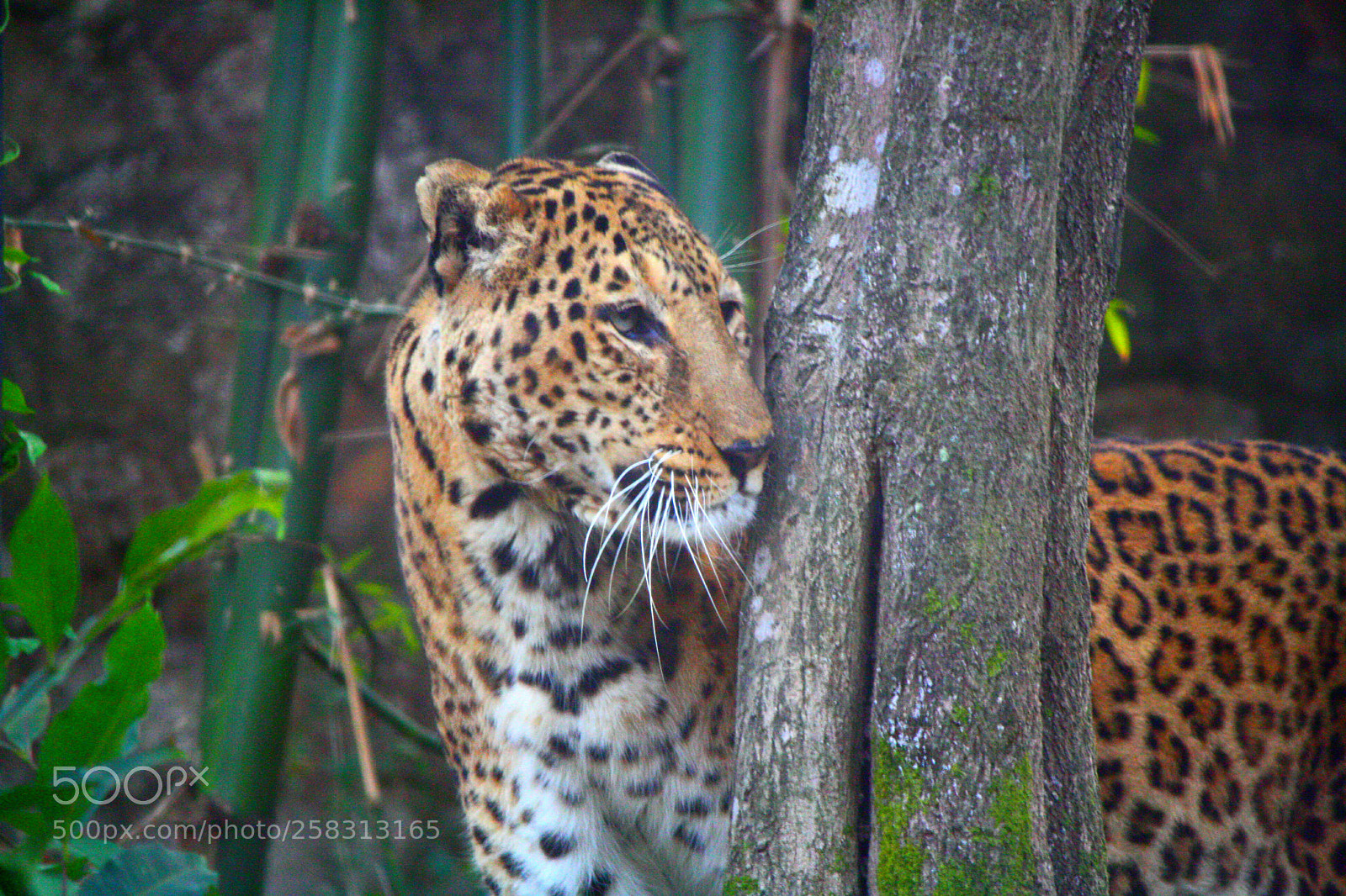 Canon EOS 1000D (EOS Digital Rebel XS / EOS Kiss F) sample photo. Doon zoo dehradun canoneos1000d photography
