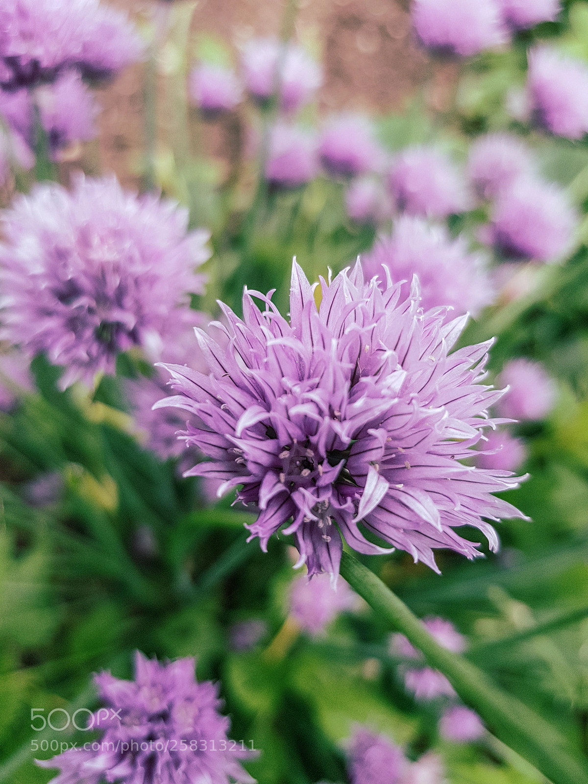 Samsung Galaxy S8 sample photo. Wild blooming union photography