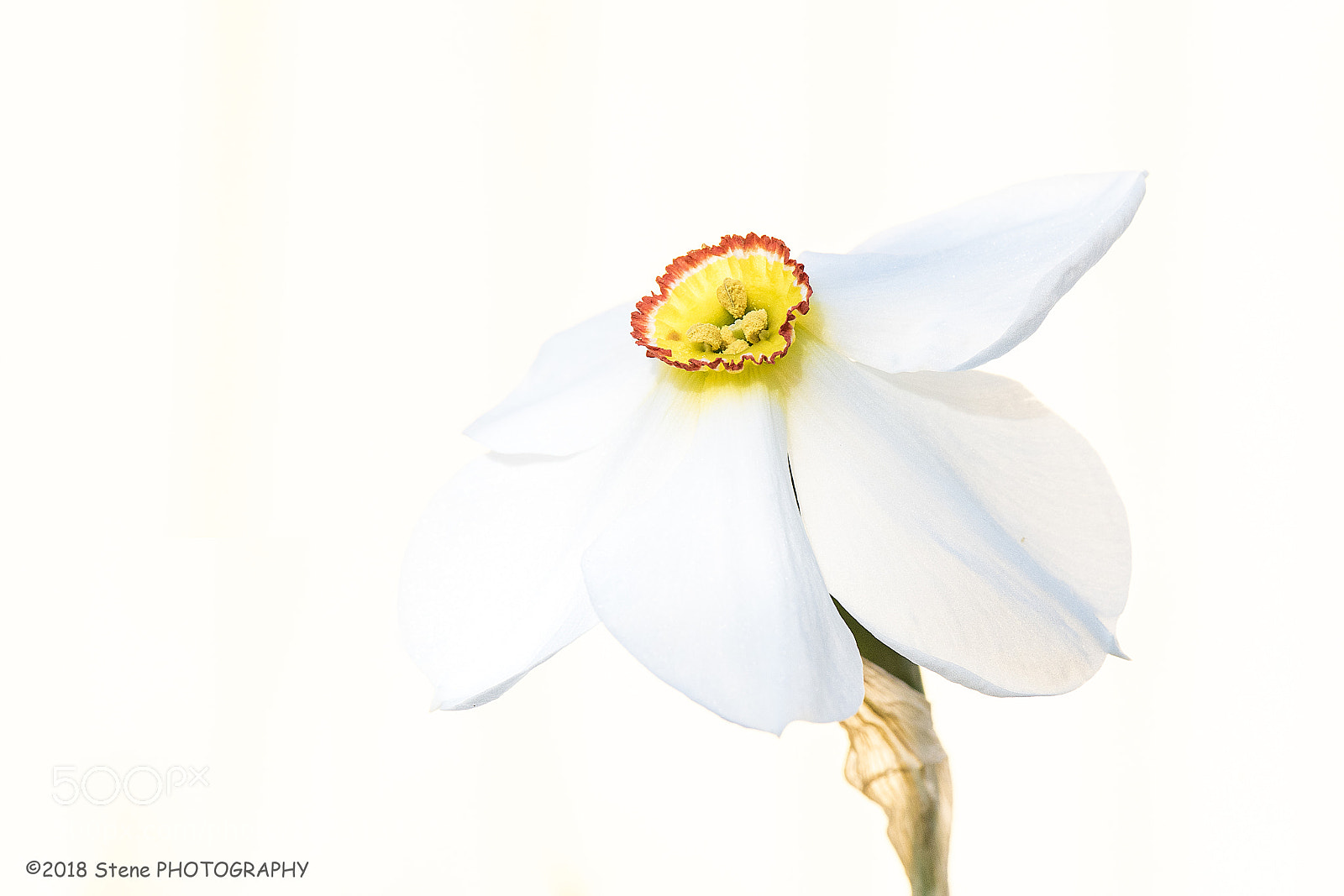 Nikon D750 sample photo. White flower photography