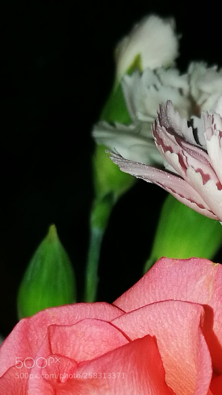 HUAWEI P9 sample photo. To my beloved photography