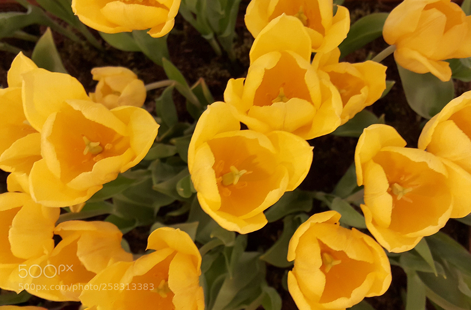 Samsung Galaxy Note4 sample photo. Yellow tulip photography