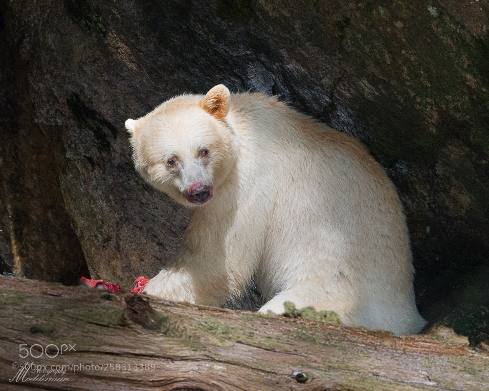 Nikon D4 sample photo. Spirit bear photography