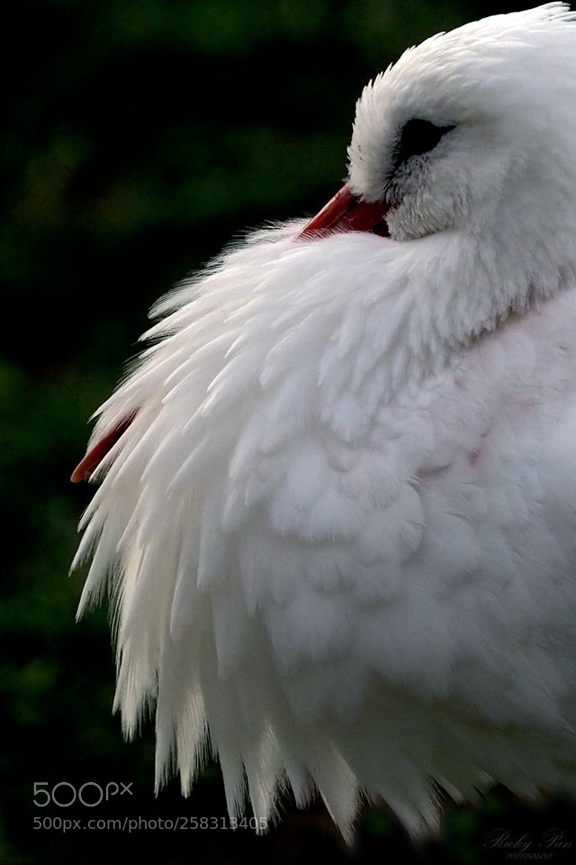Olympus OM-D E-M1 Mark II sample photo. Portrait of bird photography