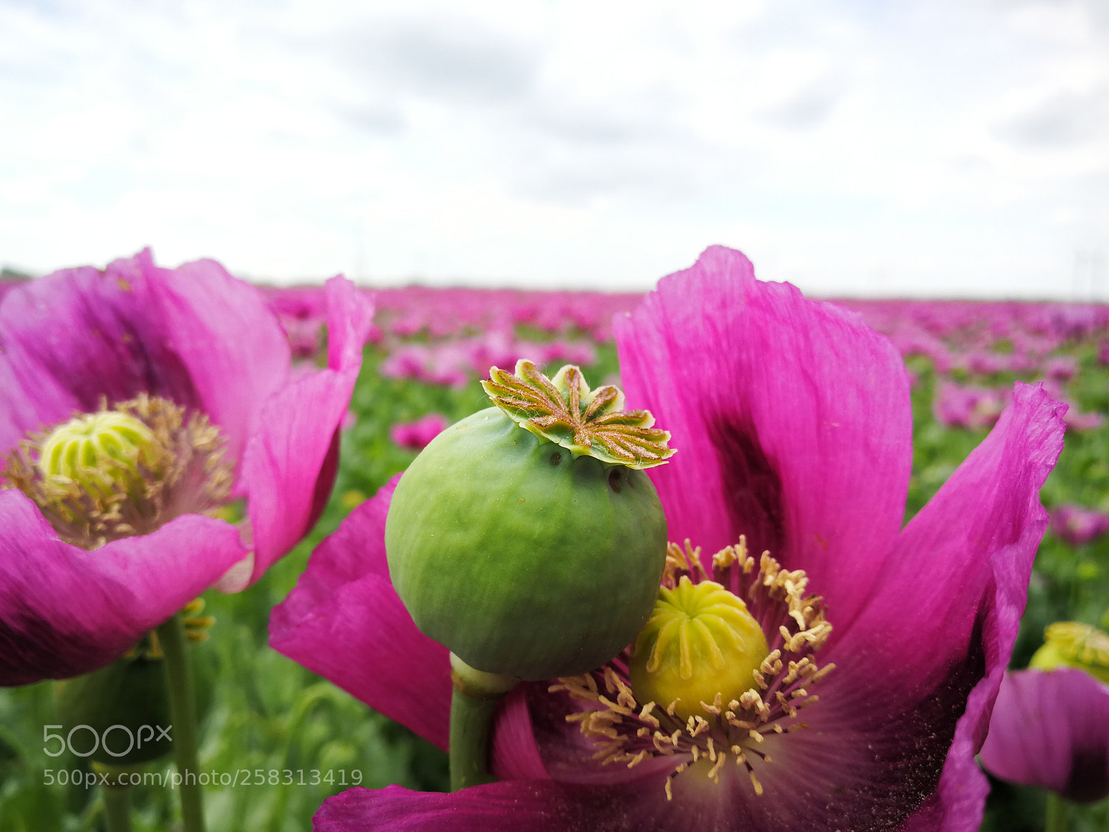 HUAWEI Mate 9 sample photo. Poppy
cocoon photography