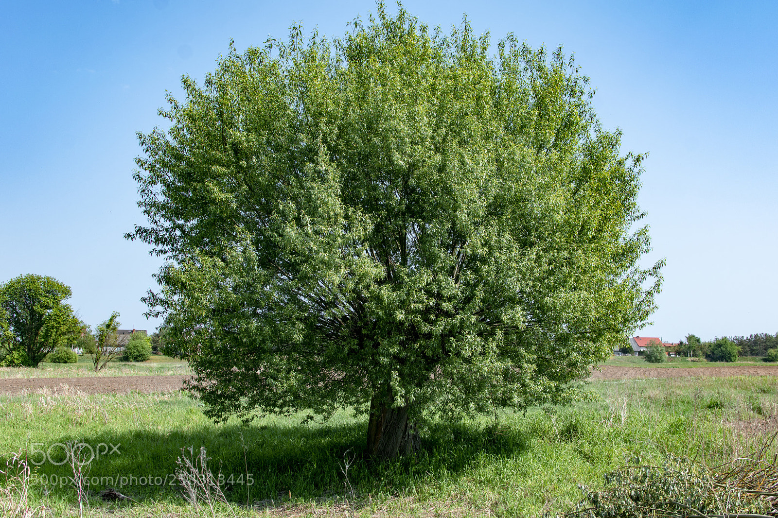 Nikon D5500 sample photo. Tree photography