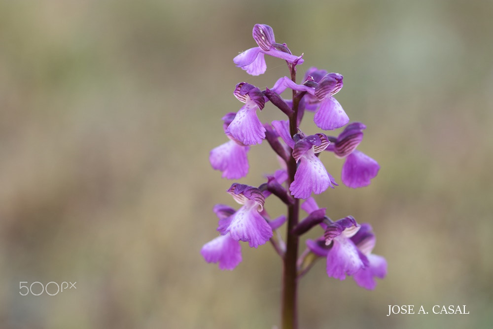 Sigma 105mm F2.8 EX DG Macro sample photo. Orchis morio photography