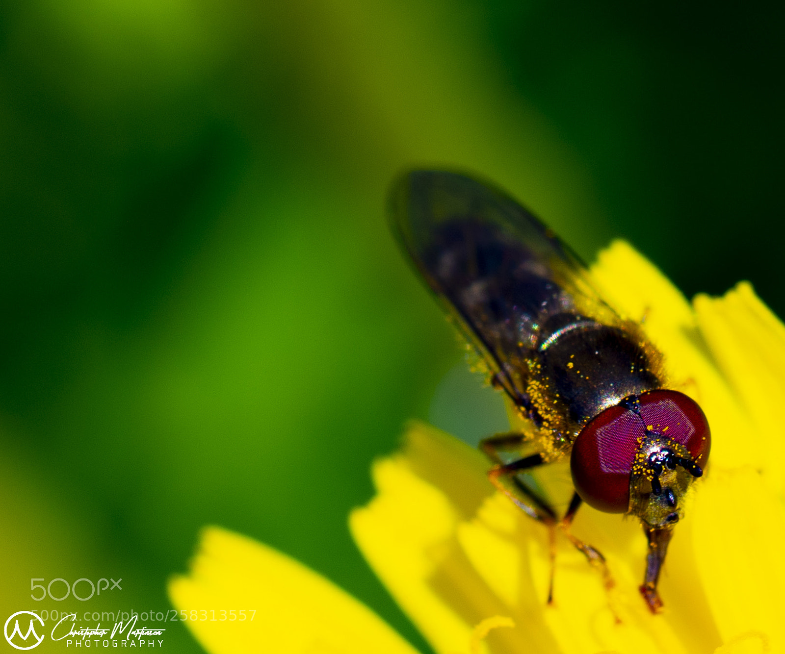 Nikon D850 sample photo. Shine bright as a photography