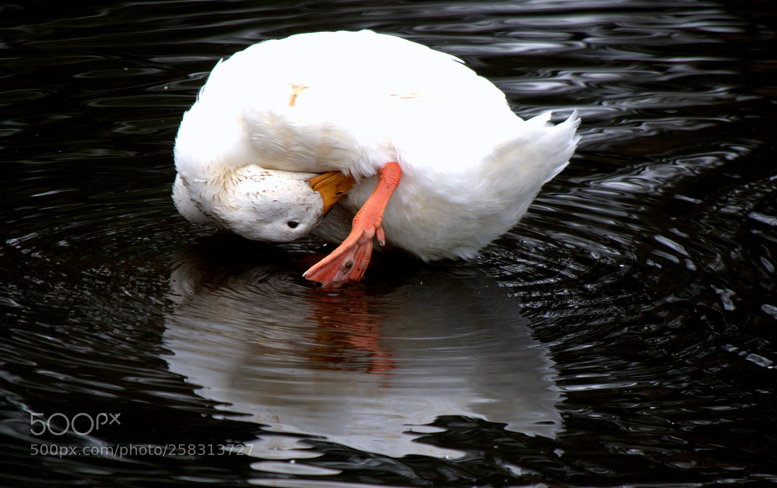 Olympus OM-D E-M5 II sample photo. White embden geese.. photography