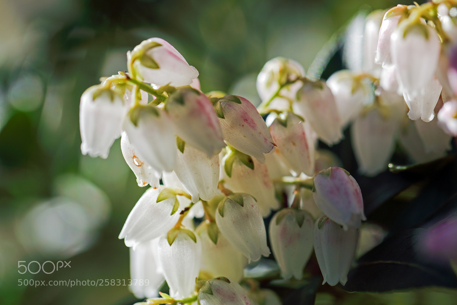 Canon EOS 5D Mark IV sample photo. Pieris japonica (japanische lavendelheide) photography