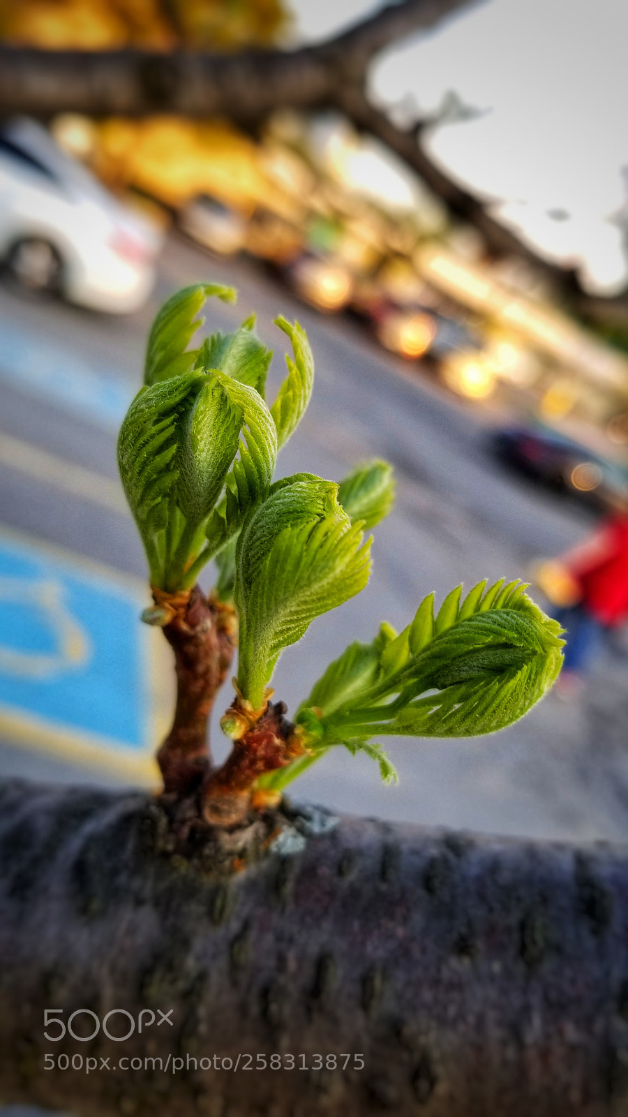 Samsung Galaxy S8+ sample photo. Unfurling photography