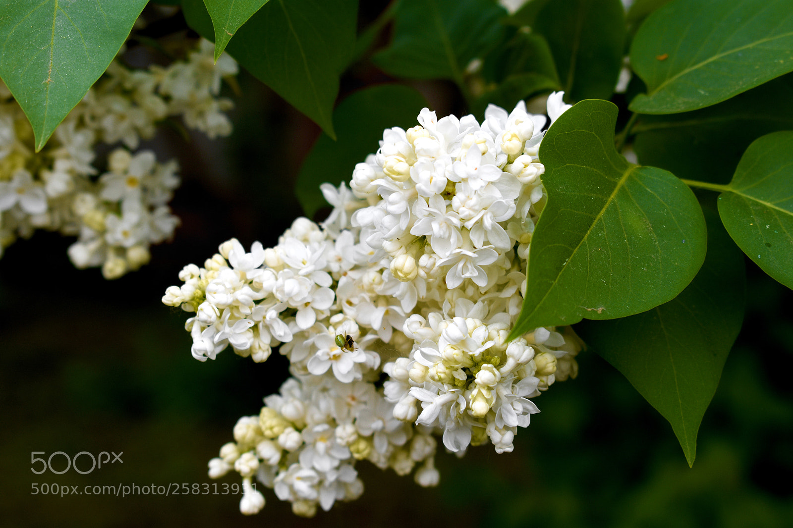 Nikon D3400 sample photo. Моя белая прелесть photography
