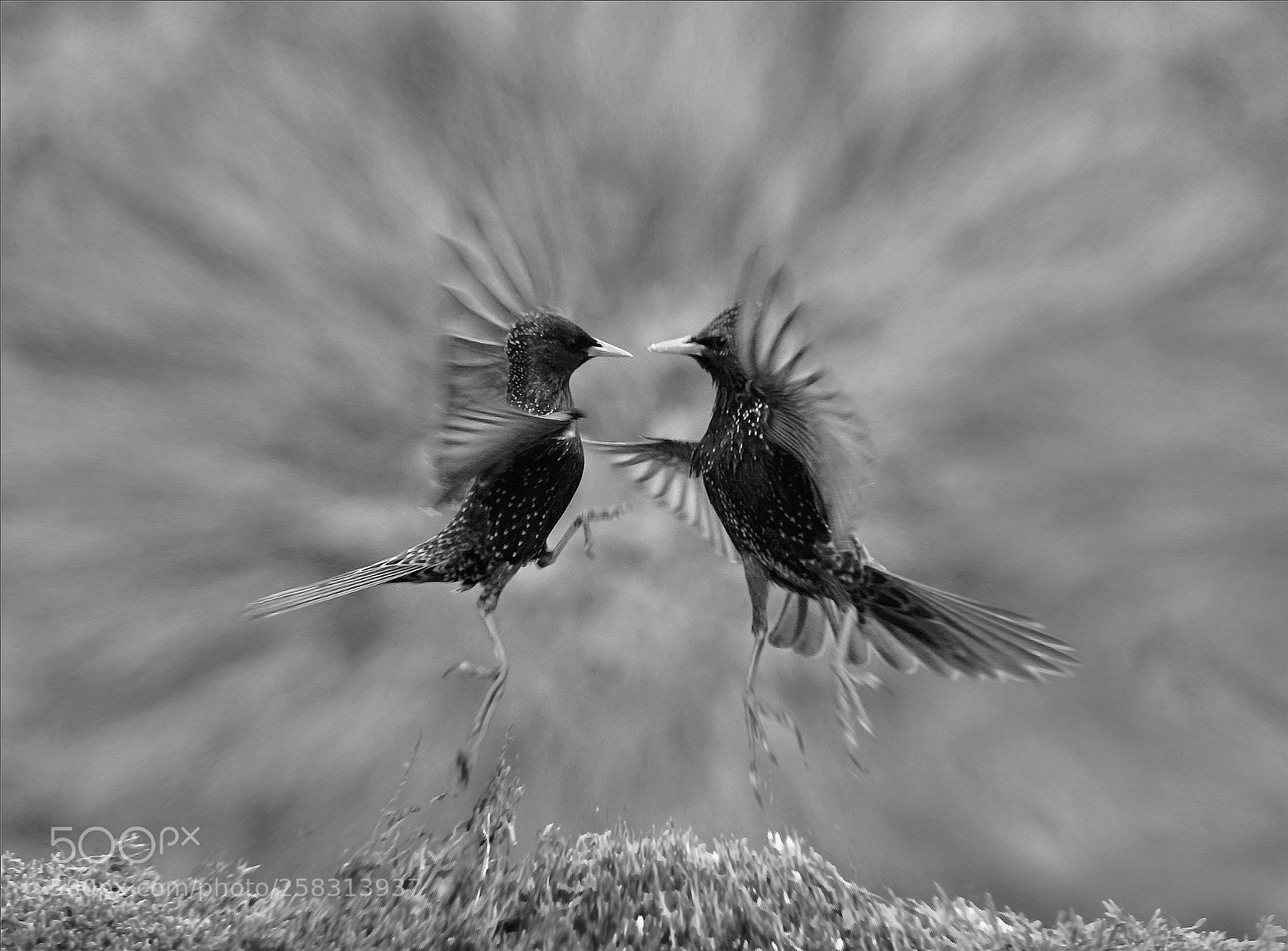Sony ILCA-77M2 sample photo. Ballett photography