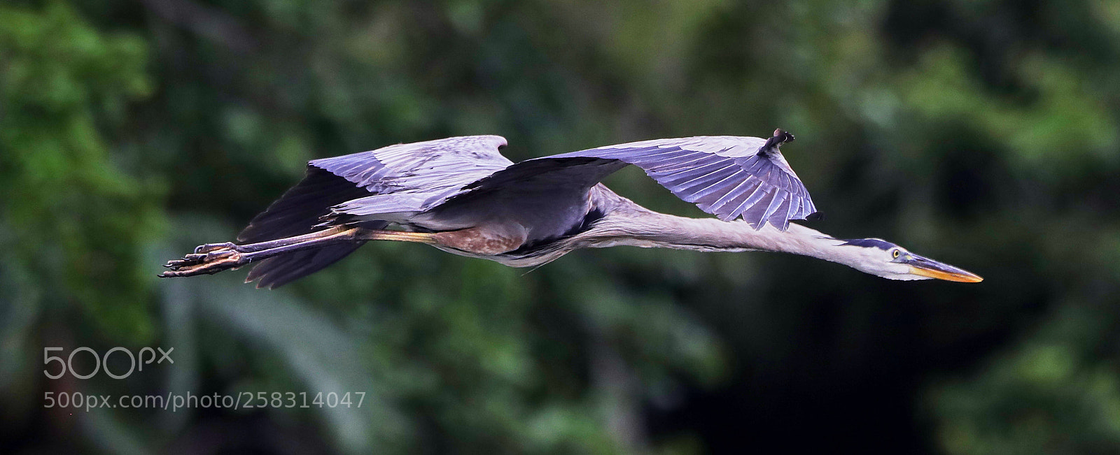 Canon EOS-1D X Mark II sample photo. 05-17-18-0018216.jpg photography
