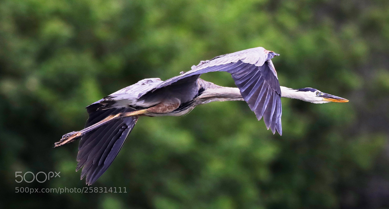 Canon EOS-1D X Mark II sample photo. 05-17-18-0018214.jpg photography