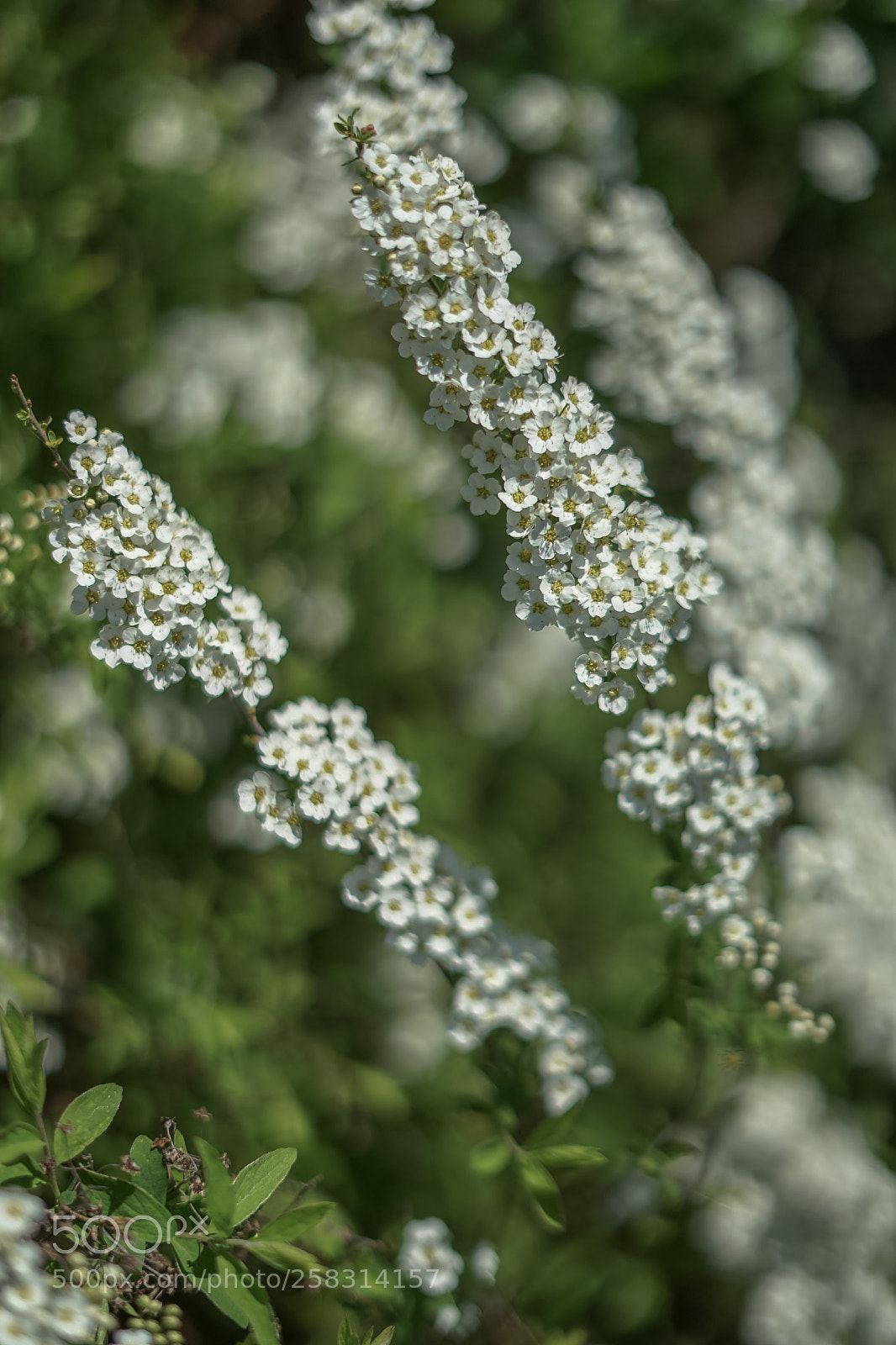 Sony a7 II sample photo. May...an explosion in the photography