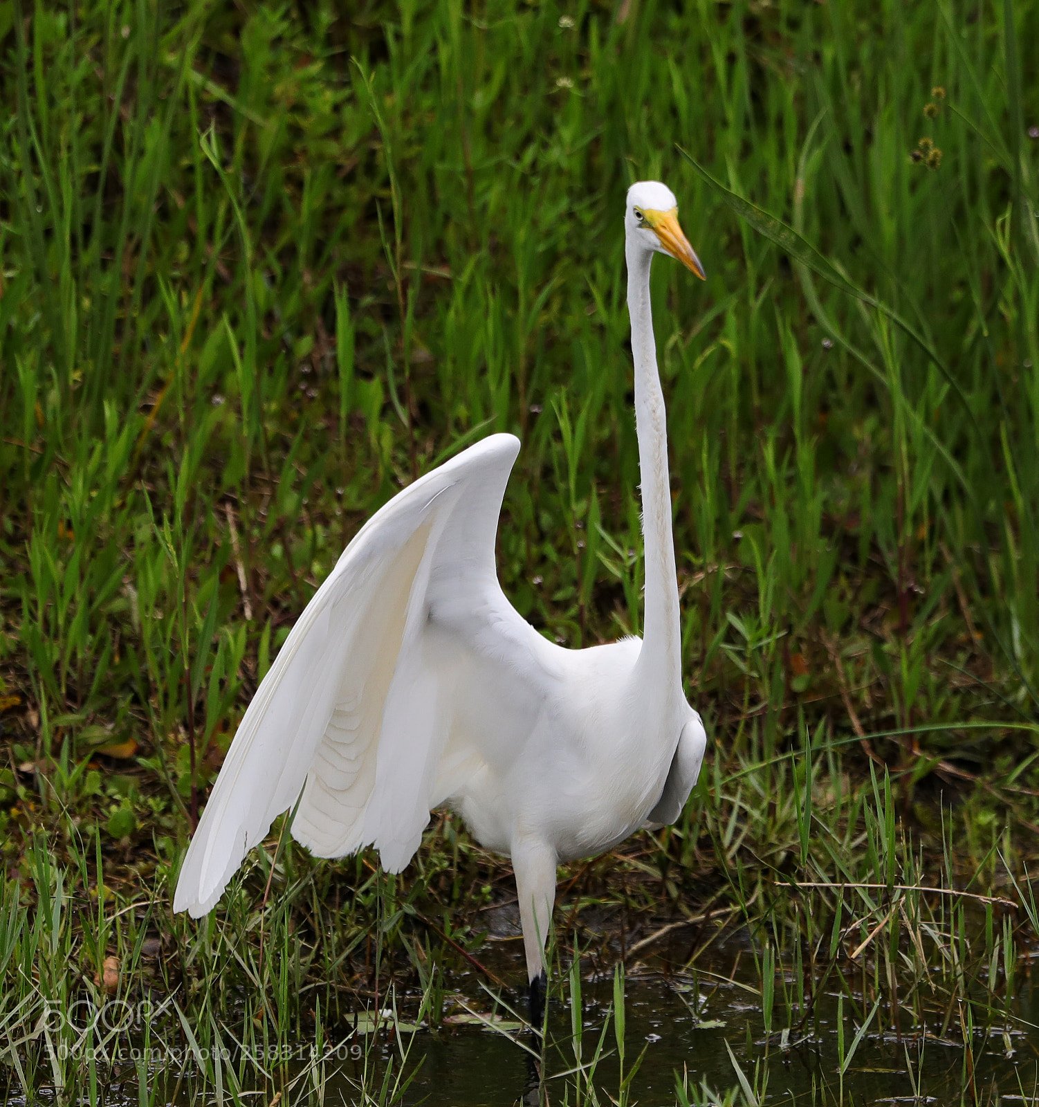 Canon EOS-1D X Mark II sample photo. 05-17-18-0018185.jpg photography