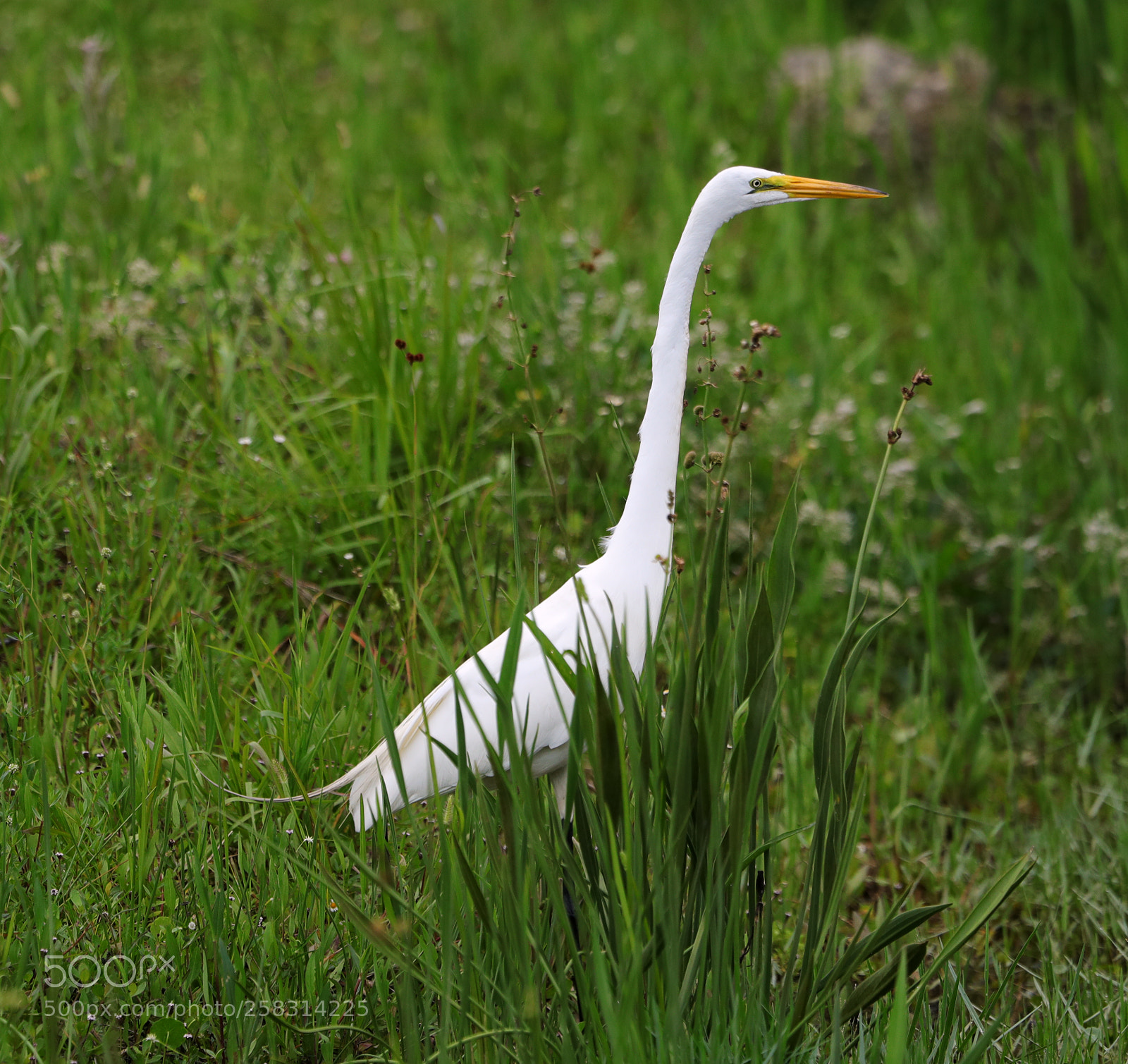 Canon EOS-1D X Mark II sample photo. 05-17-18-0017965.jpg photography