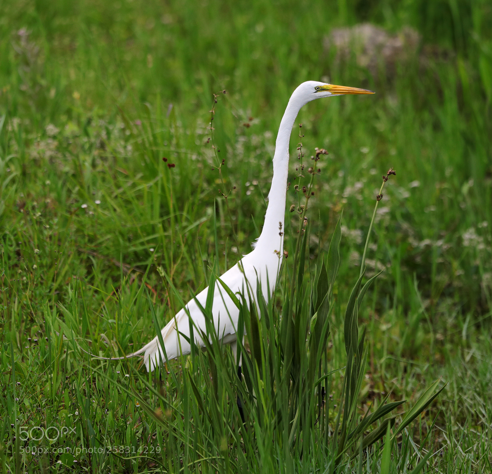 Canon EOS-1D X Mark II sample photo. 05-17-18-0017966.jpg photography
