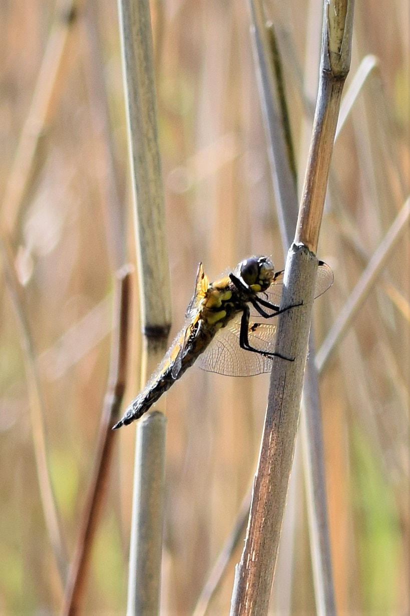 Nikon D5300 sample photo