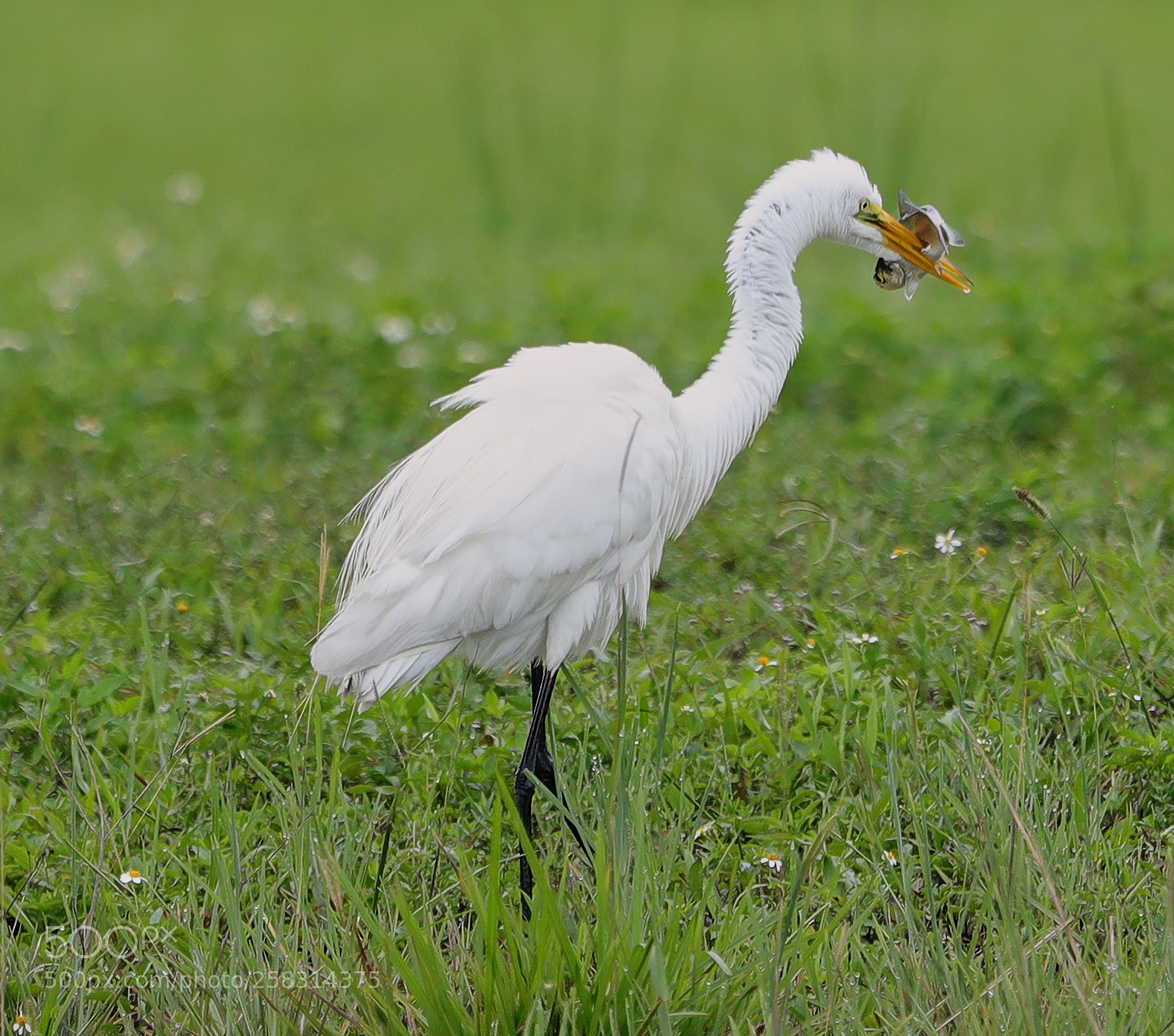 Canon EOS-1D X Mark II sample photo. 05-17-18-0018372.jpg photography