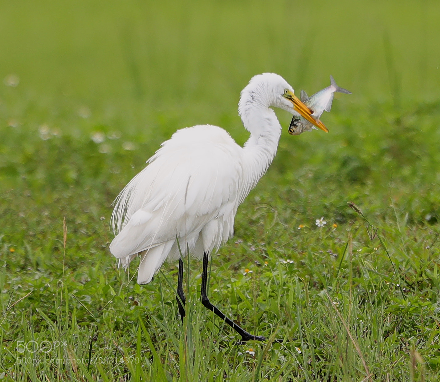 Canon EOS-1D X Mark II sample photo. 05-17-18-0018371.jpg photography