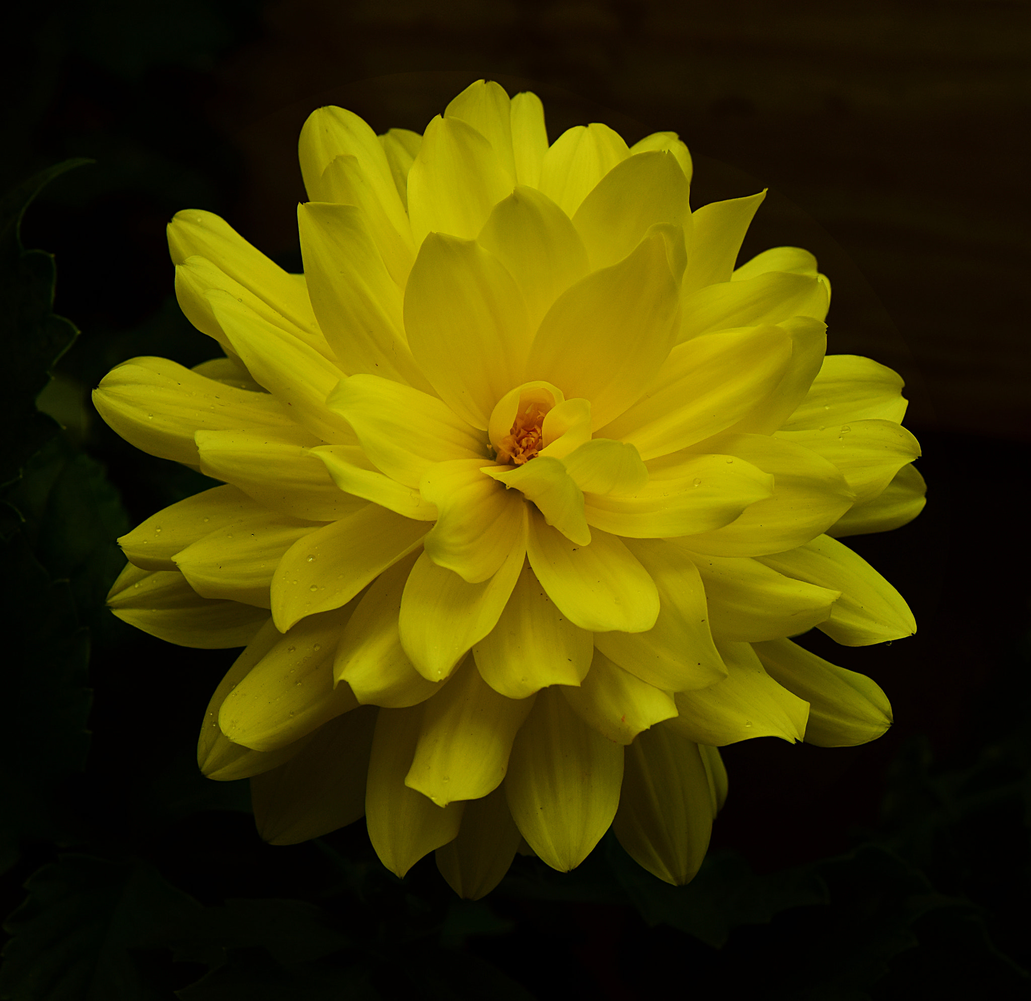 Nikon D810 sample photo. Yellow dalhia photography