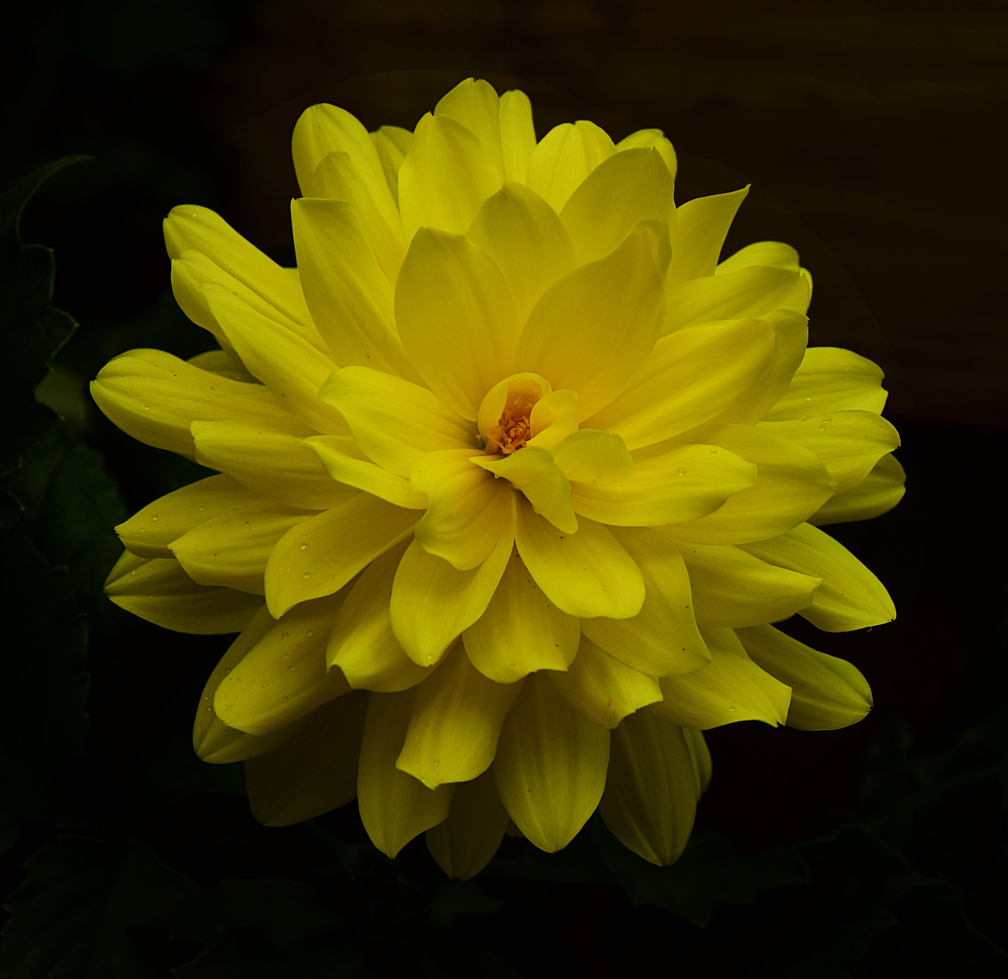 Nikon AF-S Micro-Nikkor 105mm F2.8G IF-ED VR sample photo. Yellow dalhia photography