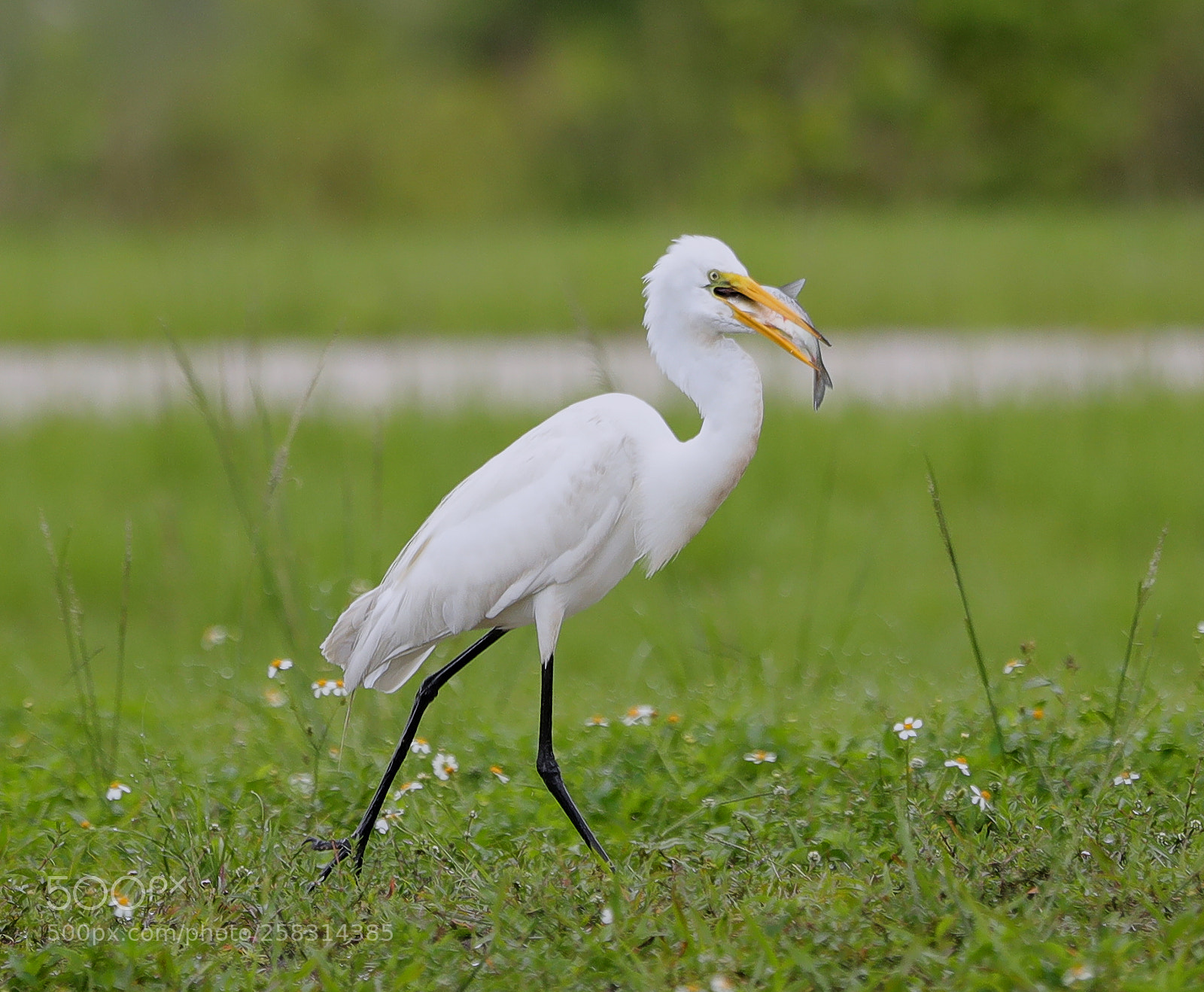 Canon EOS-1D X Mark II sample photo. 05-17-18-0018365.jpg photography
