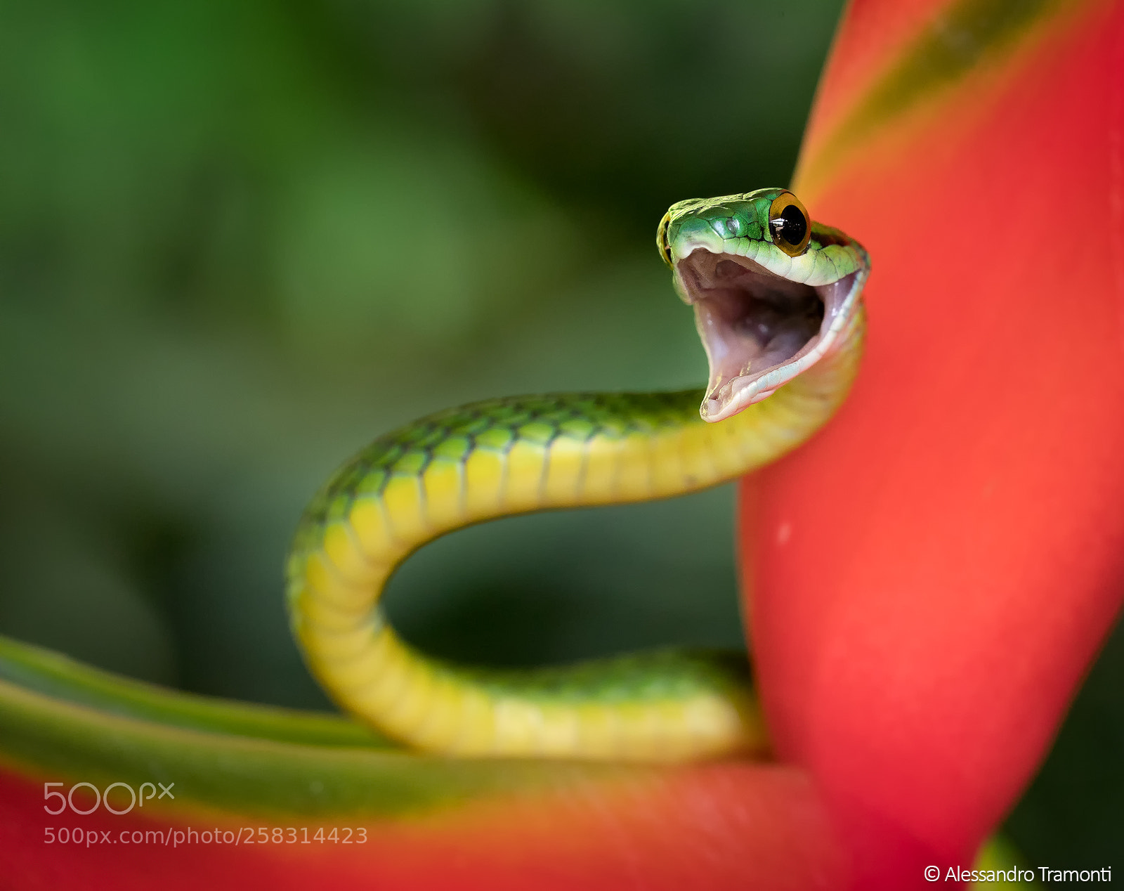 Canon EOS 5D Mark IV sample photo. Parrot snake photography