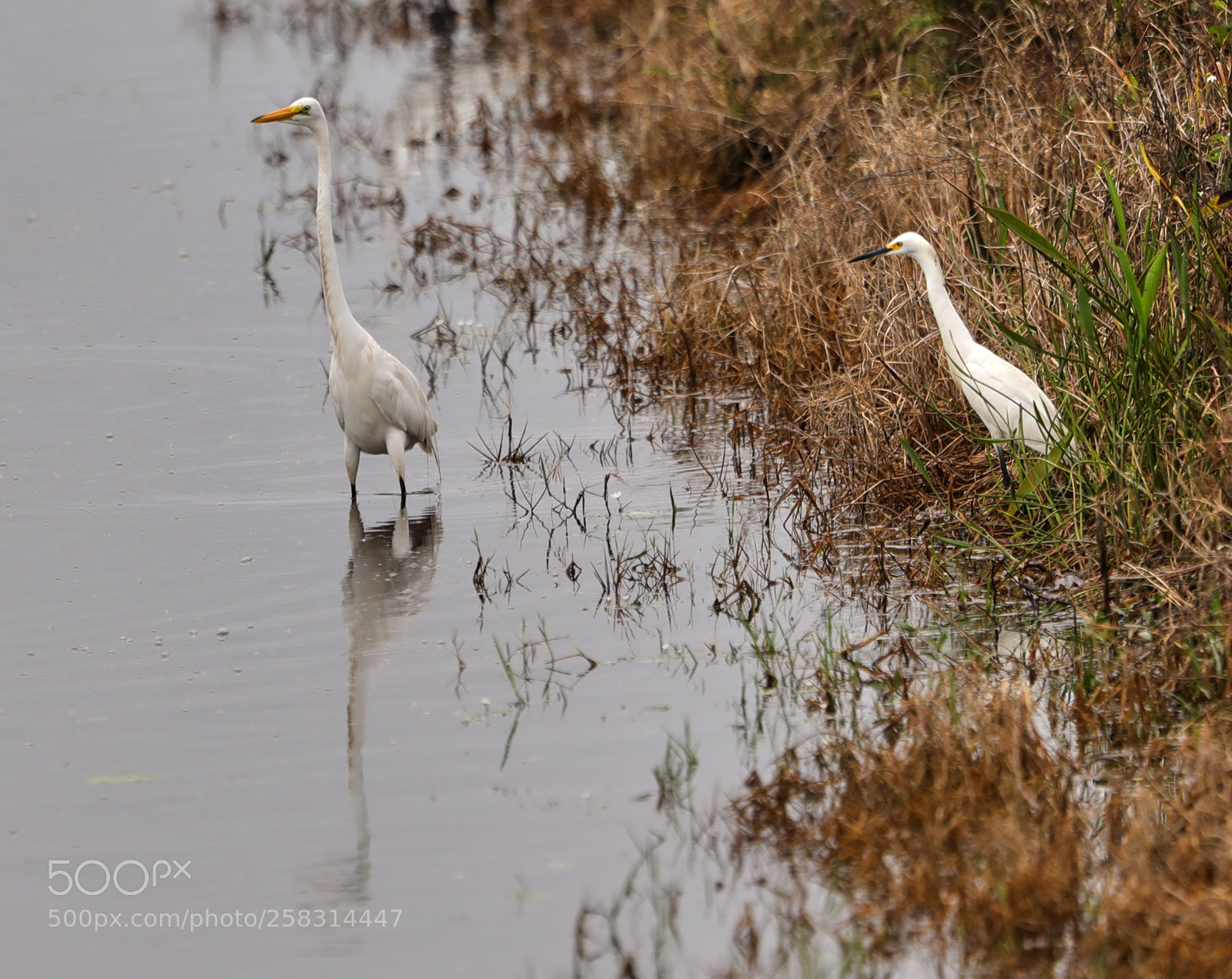 Canon EOS-1D X Mark II sample photo. 05-17-18-0018292.jpg photography