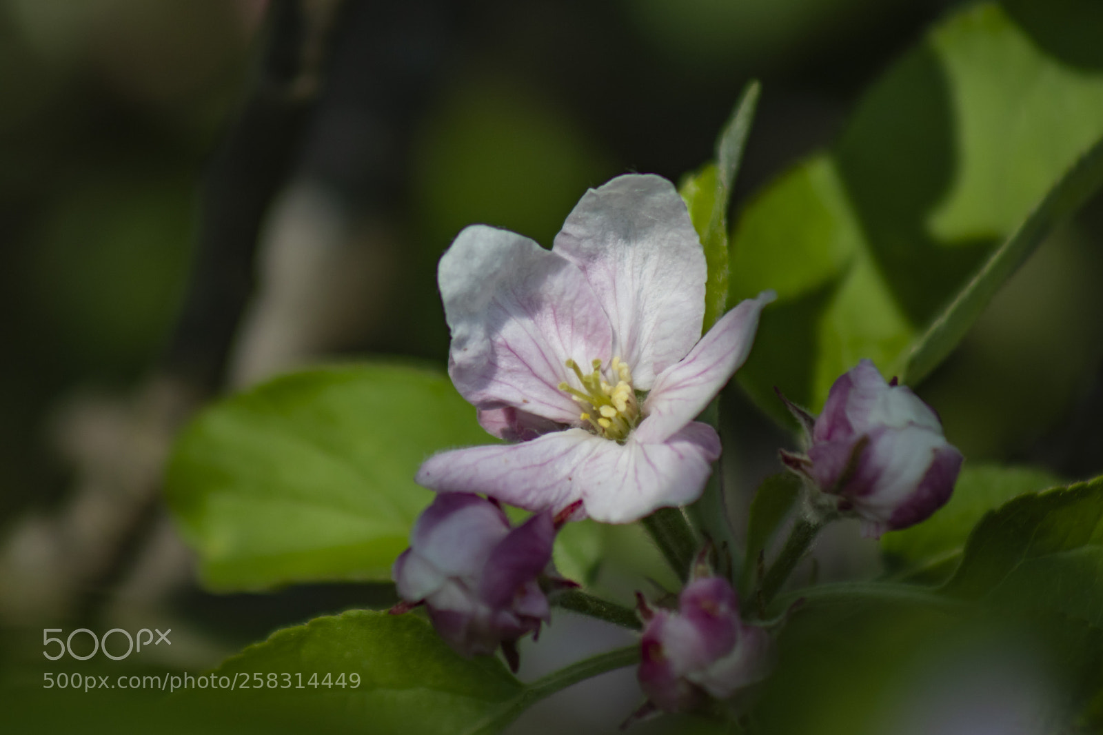 Canon EOS 77D (EOS 9000D / EOS 770D) sample photo. Booming blooming photography