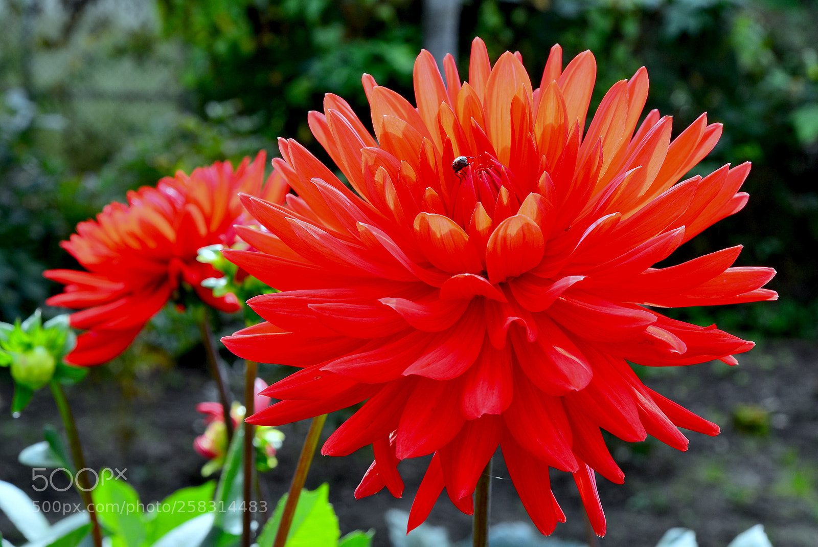 Nikon D600 sample photo. Red dahlias photography