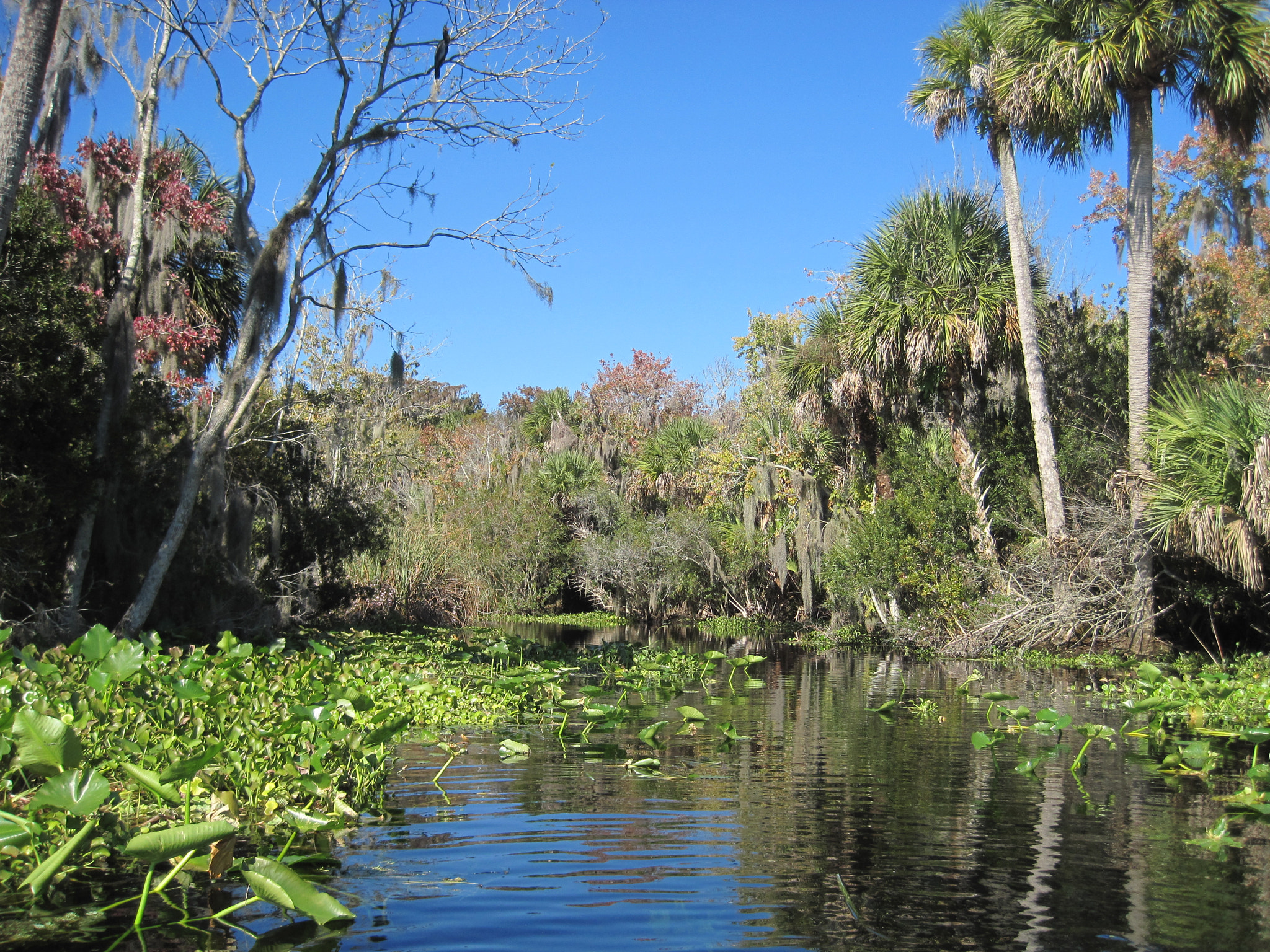 Canon PowerShot SD1200 IS (Digital IXUS 95 IS / IXY Digital 110 IS) sample photo. Canoeing in the deep south. photography