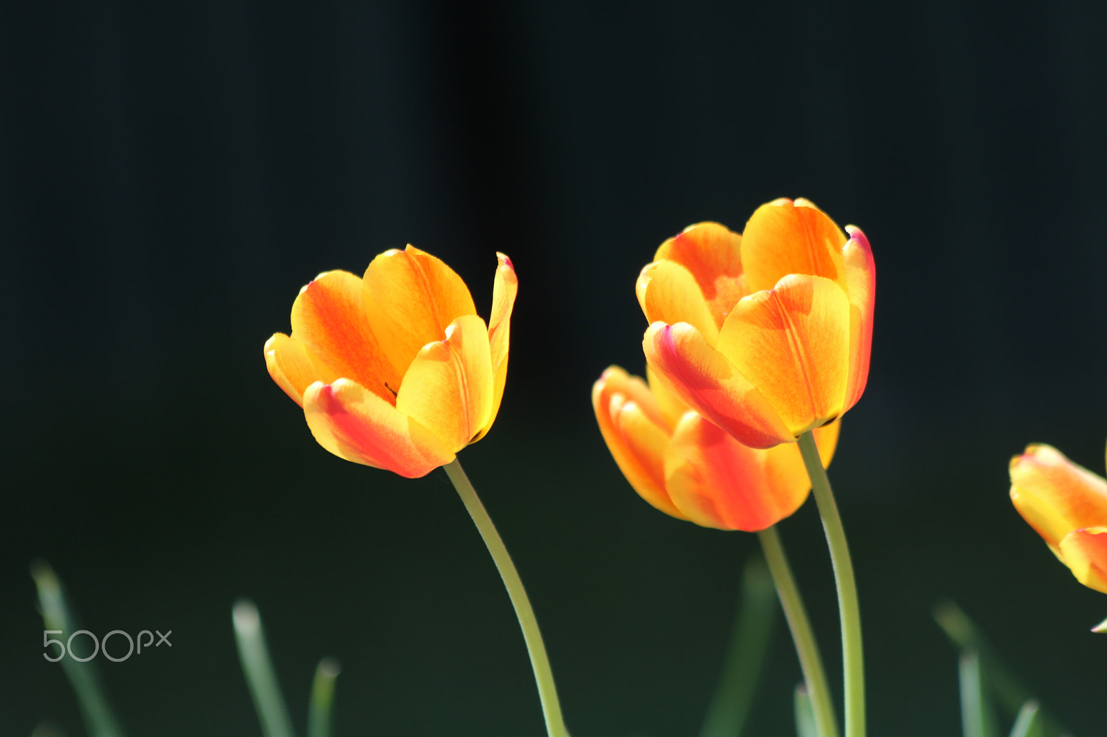 Canon EOS 750D (EOS Rebel T6i / EOS Kiss X8i) + Canon EF 70-300mm F4-5.6 IS USM sample photo. Happy spring flowers photography